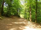 L'allée Violette (Huelgoat)